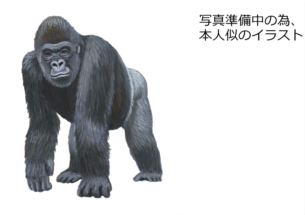 ゴリラのイラスト